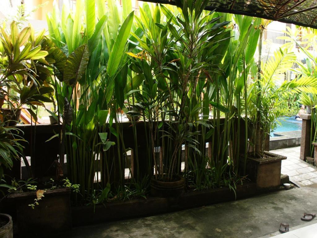 Waringin Homestay Kuta  Luaran gambar